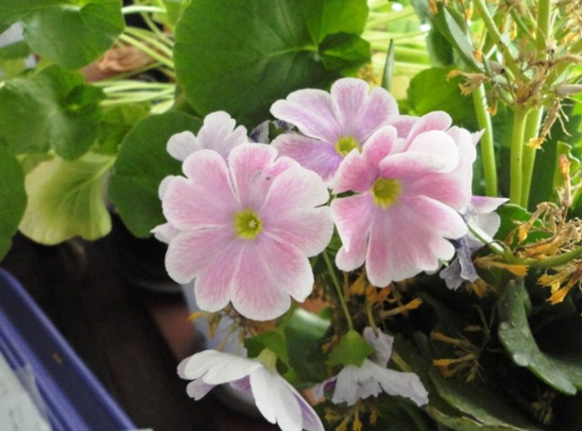 Jardins suspensos do vavá