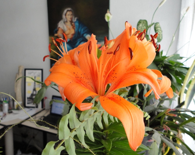 Jardins suspensos do vava 2