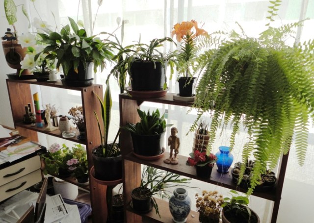 Jardins suspensos do vavá