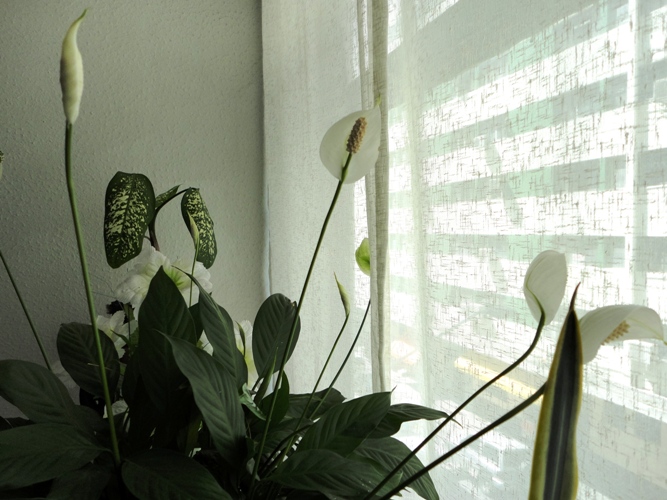 Os lírios da paz, presente da amiga Lisa, enfeitam minha casa.