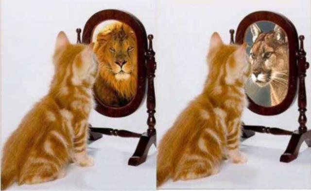 É carnaval de gatos e lebres...