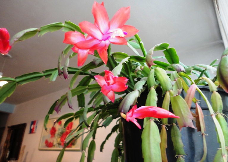 Flor de Maio Foto By Valdo Resende