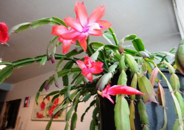 Flor de Maio Foto By Valdo Resende