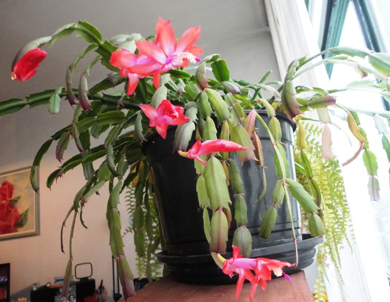 Flores de Maio. Valdo Resende