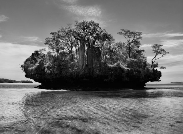 sebastiao-salgado-genesis-baobab-trees