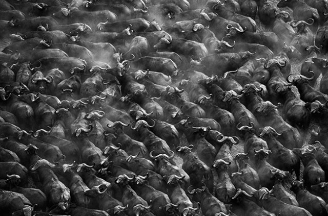 Herd of buffalos, Kafue National Park, Zambia, 2010