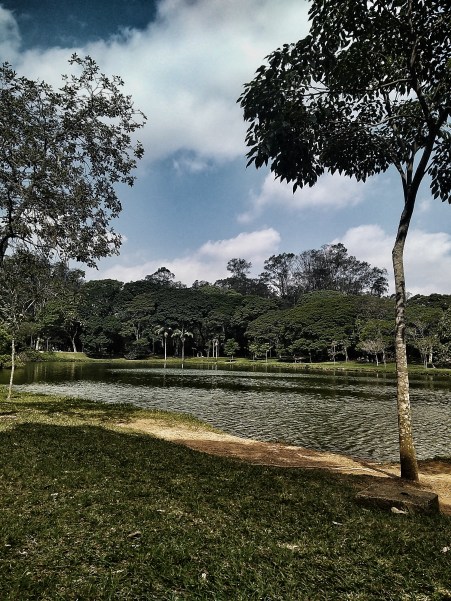 paisagem ibirapuera.jpeg
